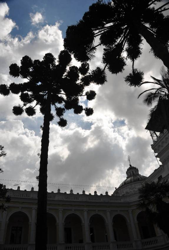 Uma araucária no centro de Quito!!! (no prédio da antiga universidade)
